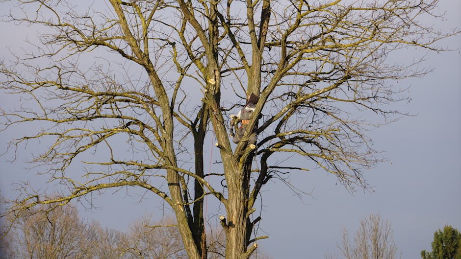 Tree Trimming & Pruning in Washington Township NJ