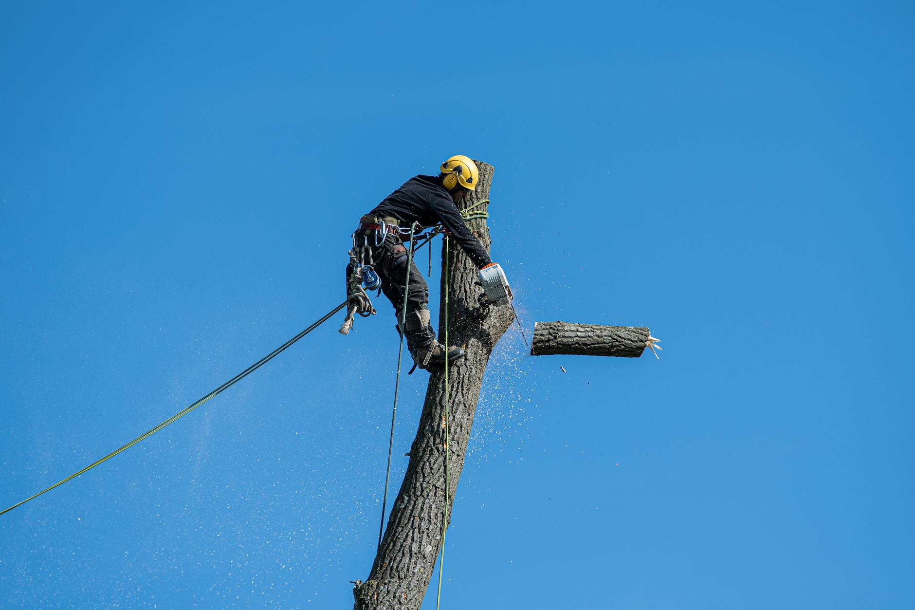 Professional tree removal service in Washington Township NJ