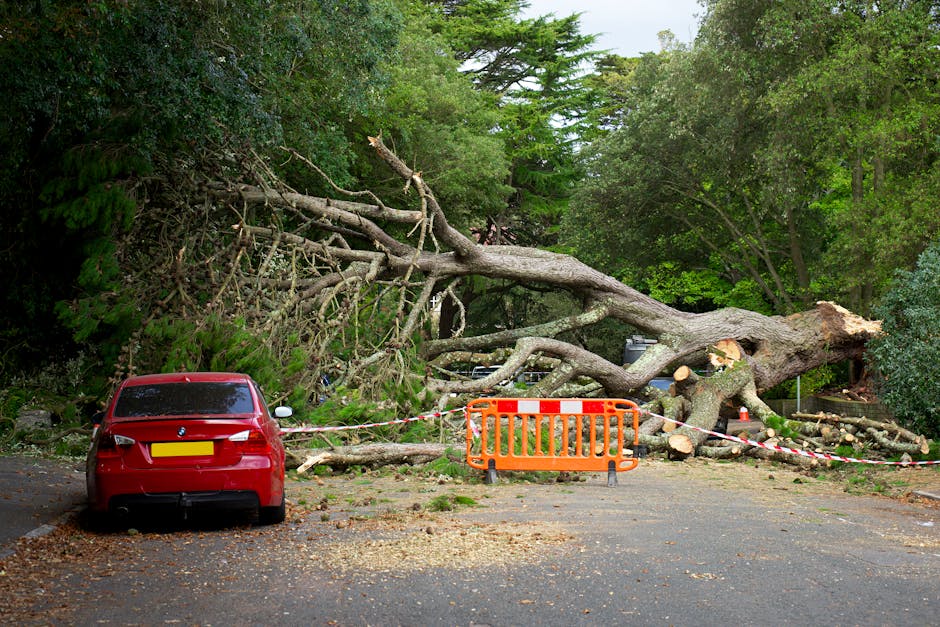 Emergency Tree Service in Washington Township NJ