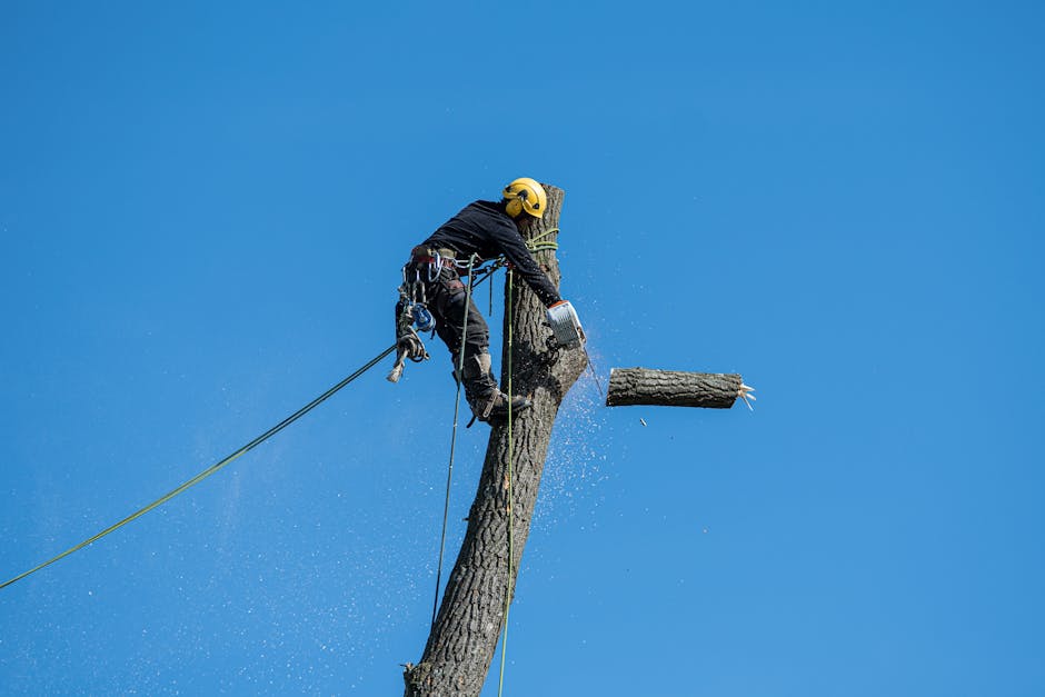 Tree Removal service — Washington Township NJ